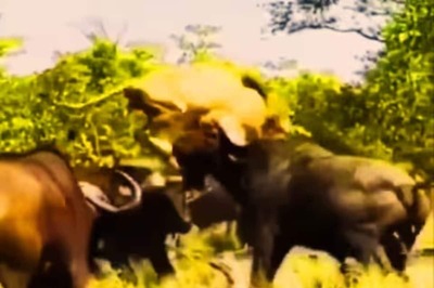 Watch: Bone Chilling Video Shows Herd Of Buffaloes Attacking An Old Lion