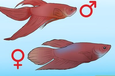 How to Determine the Sex of a Betta Fish