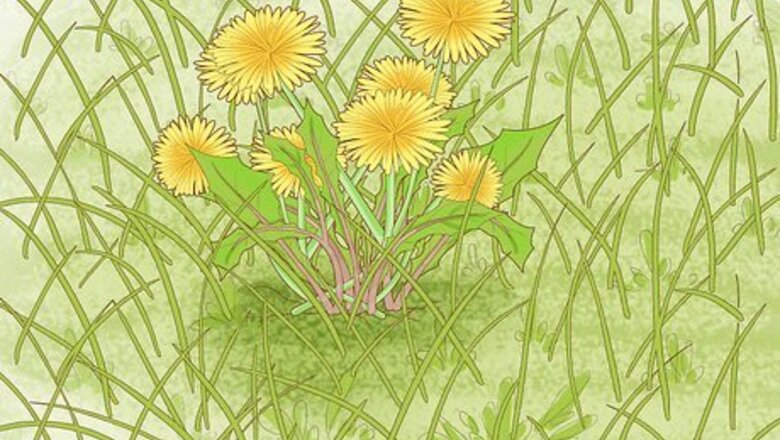 How to Identify Weeds