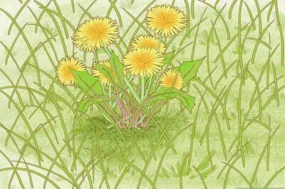 How to Identify Weeds