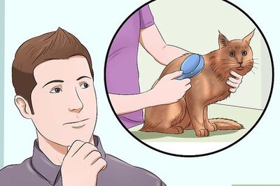 How to Prevent Matted Cat Hair