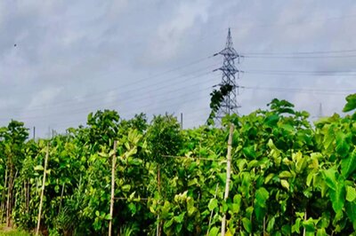 NHAI Identifies 53 Acres of Land in And around Delhi-NCR's 'Scorched Earth' amid Extreme Heat for Miyawaki Plantations