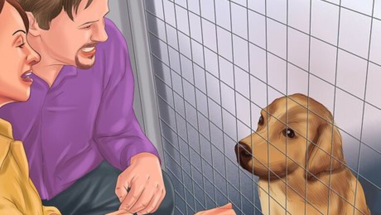 How to Volunteer at a Dog Shelter