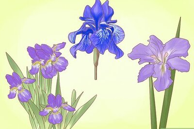 How to Grow Iris