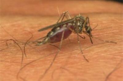 Malaria kills 77 in Assam