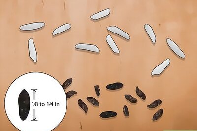 How to Tell the Difference Between Mouse and Rat Droppings