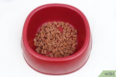 How to Make a Dog's Dry Food Tastier So He Will Eat It All