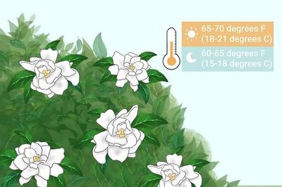 How to Care for a Gardenia