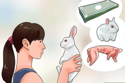 How to Breed Rabbits