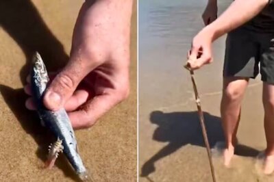 Watch: Eerily Long Beach Worms Emerge From Australian Shorelines