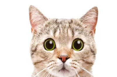 In Karnataka's Vijaynagar, 3 Men Killing A Cat Caught On Camera