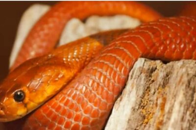 Three Arrested For Smuggling Rare Red Boa Snakes in UP