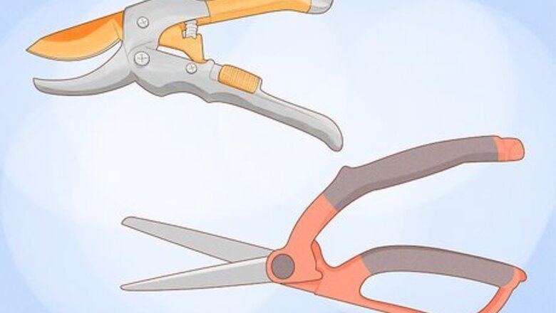 How to Cut Roses