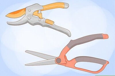 How to Cut Roses