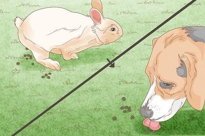 How to Get Dogs to Stop Eating Rabbit Poop