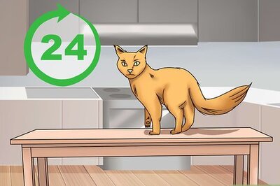 How to Get a Cat to Be Your Friend