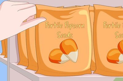 How to Grow Popcorn