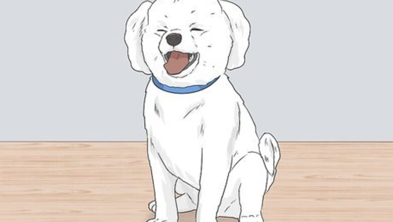 How to Identify a Bichon Frise