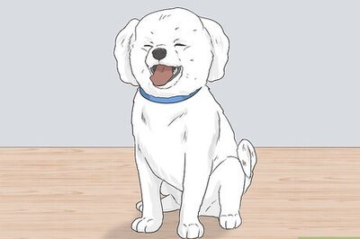 How to Identify a Bichon Frise