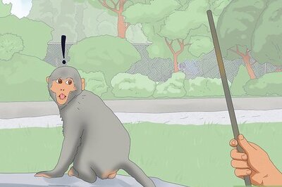 How to Repel Monkeys from Residential Areas