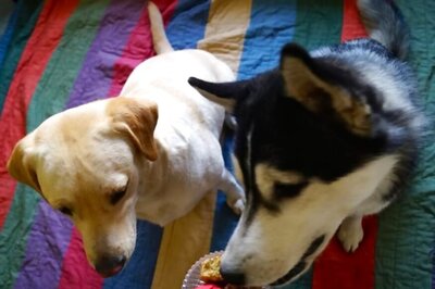 Latest in Pet Furniture: Pieces That Fit a Home’s Decor