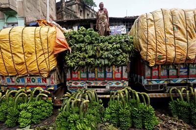 Russia Starts Buying Bananas From India After Military Hardware Spat With Ecuador