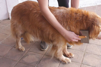 How to Groom a Golden Retriever