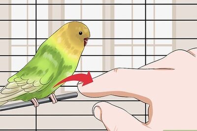 How to Train Your Budgie