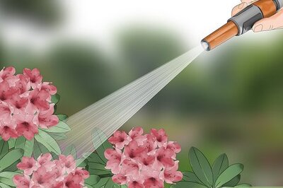 How to Control Lace Bugs in Your Flower Garden