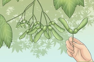 How to Eat Maple Seeds