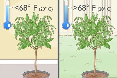 How to Grow Cinnamon