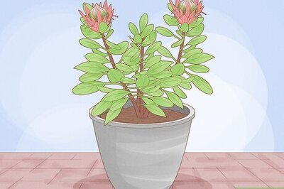 How to Grow Protea