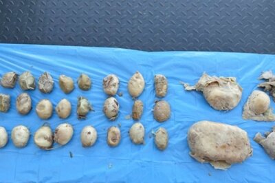 Vantara Success Story: Sera, the Burmese Python, Treated for Reproductive Disorder Caused by Forced Breeding