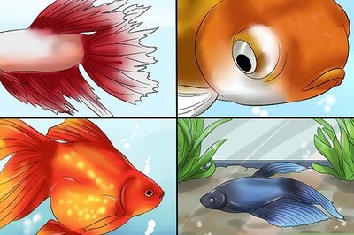 How to Treat Fish Diseases