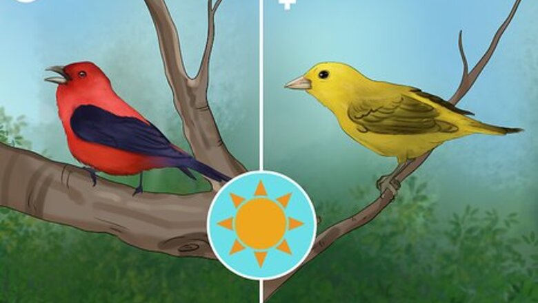 How to Identify a Scarlet Tanager