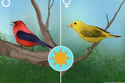 How to Identify a Scarlet Tanager