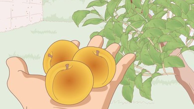 How to Dry Apricots Outside