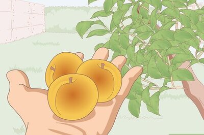 How to Dry Apricots Outside