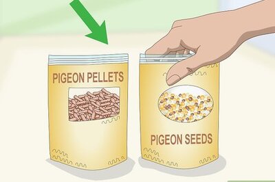How to Feed Pigeons