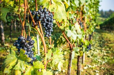 UN to Host First Conference On Wine Tourism in Georgia