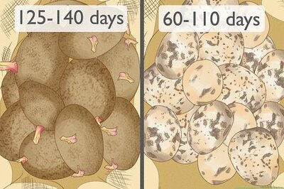 How to Plant Potatoes