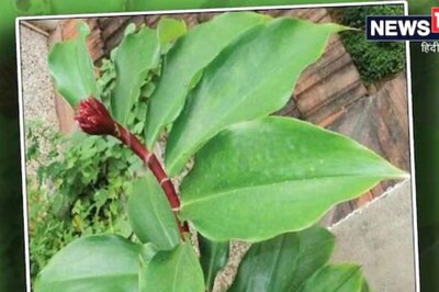 Did You Know Insulin Plant Can Help Control Blood Sugar Levels?