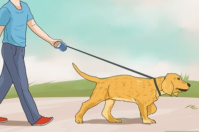 How to Have a Fun Day with Your Dog