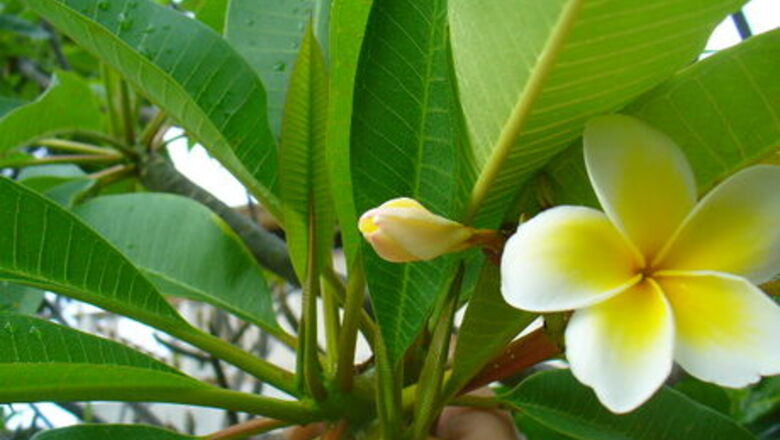 How to Pick Quality Plumeria Flowers for a Lei