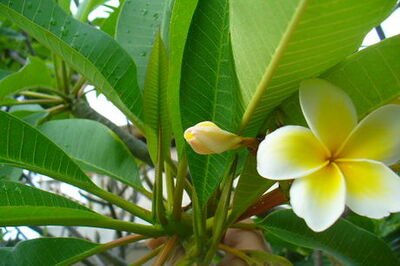 How to Pick Quality Plumeria Flowers for a Lei