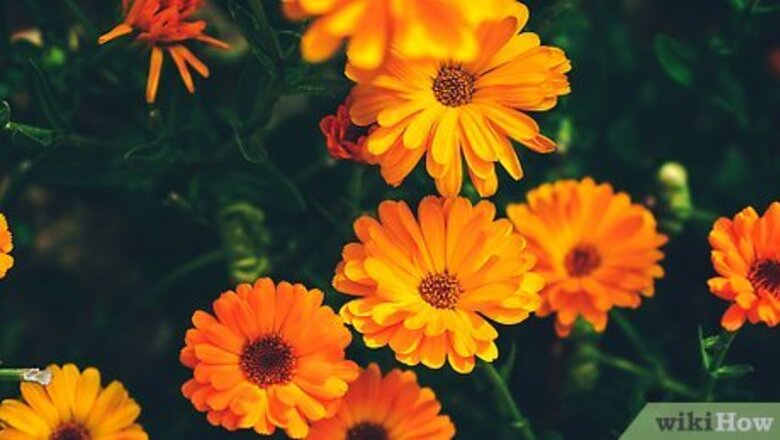How to Make Calendula Oil
