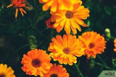 How to Make Calendula Oil