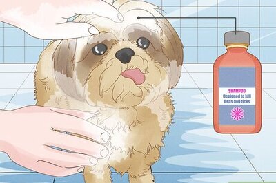 How to Kill Fleas and Ticks in Your Home