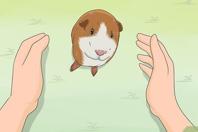 How to Train Your Guinea Pig