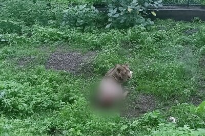 Gujarat: Asiatic Lion Crushed to Death, Another Injured in Goods Train Collision in Amreli District